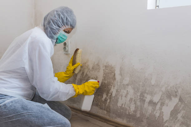 Best Emergency Mold Removal  in Somerset, NJ
