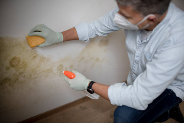 Best Best Mold Removal Companies  in Somerset, NJ