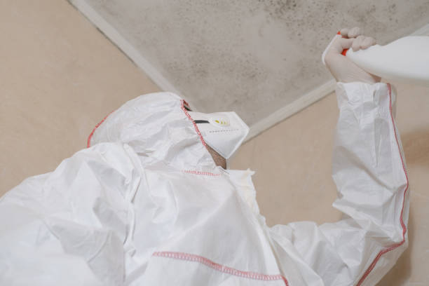 Best Black Mold Removal  in Somerset, NJ