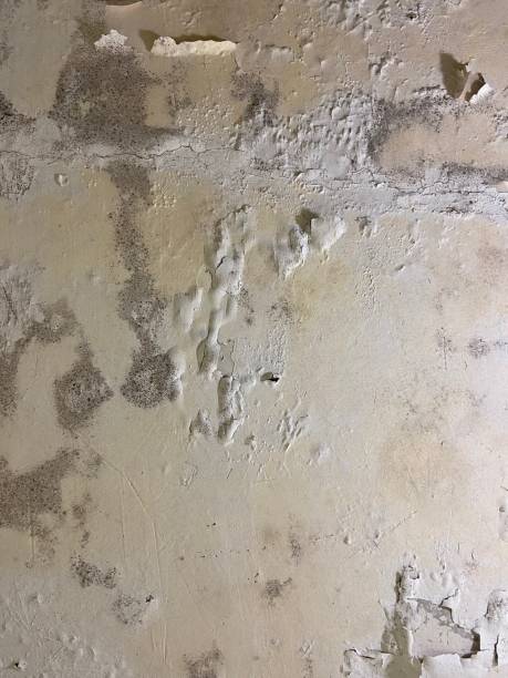 Best Commercial Mold Removal  in Somerset, NJ