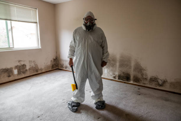 Professional Mold Removal in Somerset, NJ