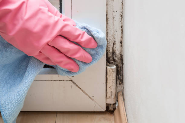 Best Same-Day Mold Removal  in Somerset, NJ
