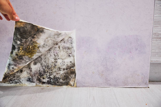  Somerset, NJ Mold Removal Pros